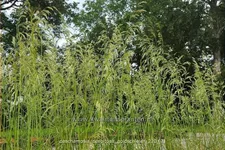 Deschampsia cespitosa 'Goldschleier'