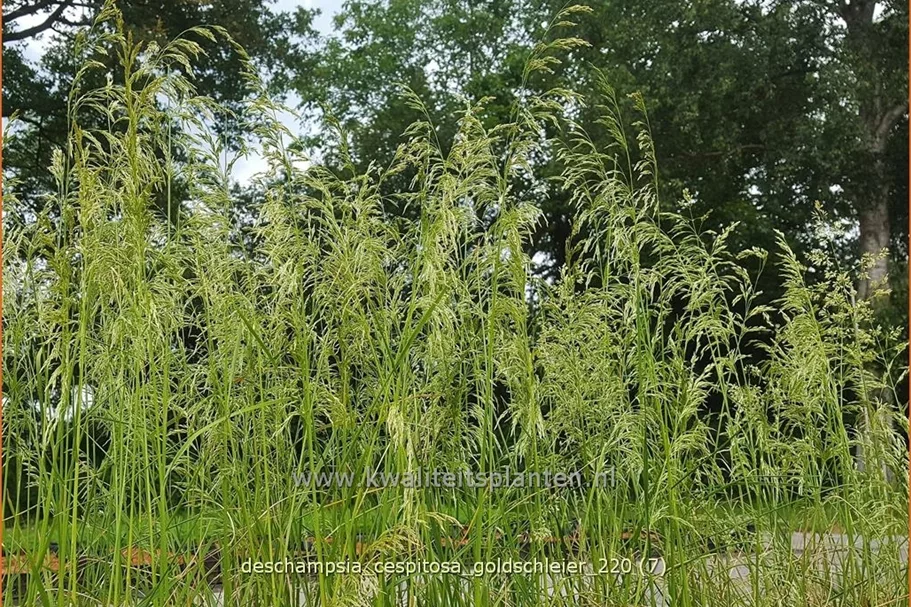 Deschampsia cespitosa 'Goldschleier'