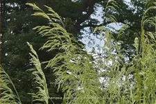 Deschampsia cespitosa 'Goldschleier'