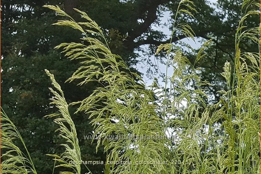 Deschampsia cespitosa 'Goldschleier'