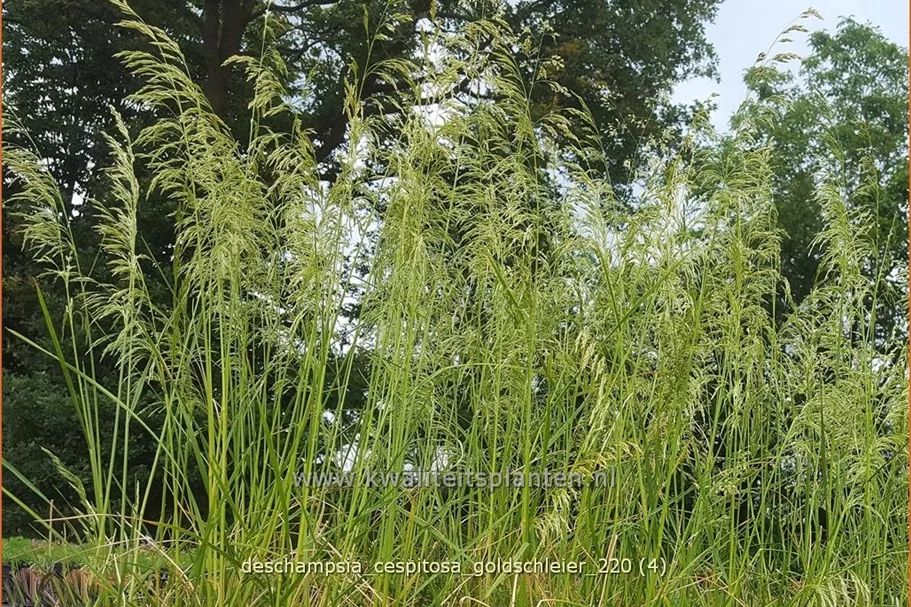 Deschampsia cespitosa 'Goldschleier'