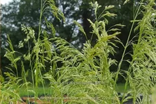 Deschampsia cespitosa 'Goldschleier'