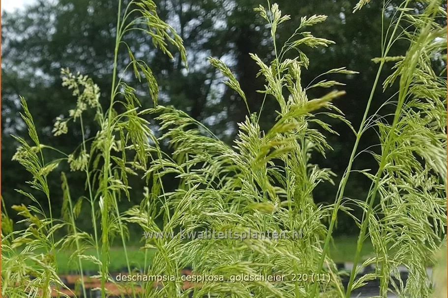 Deschampsia cespitosa 'Goldschleier'