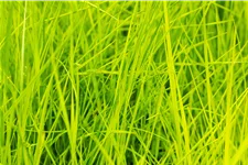 Deschampsia cespitosa 'Goldschleier'