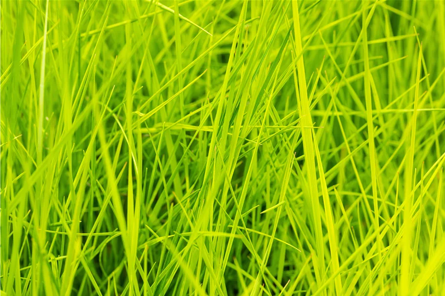 Deschampsia cespitosa 'Goldschleier'