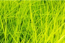 Deschampsia cespitosa 'Goldschleier'