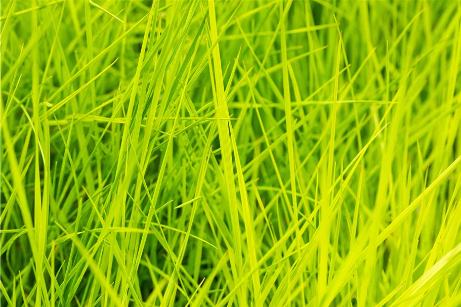 Deschampsia cespitosa 'Goldschleier'