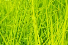 Deschampsia cespitosa 'Goldschleier'