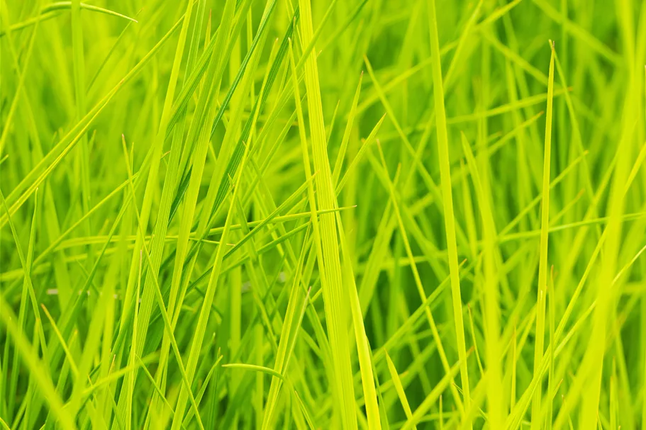 Deschampsia cespitosa 'Goldschleier'