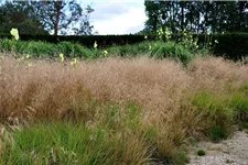 Deschampsia cespitosa 'Goldschleier'