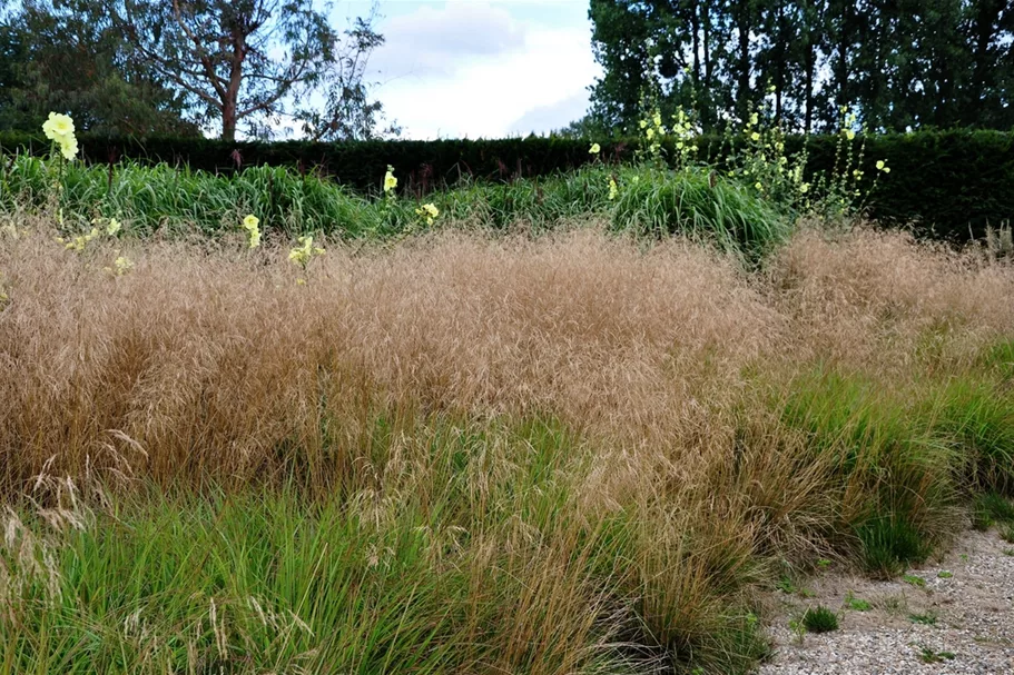 Deschampsia cespitosa 'Goldschleier'