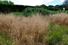 Deschampsia cespitosa 'Goldschleier'