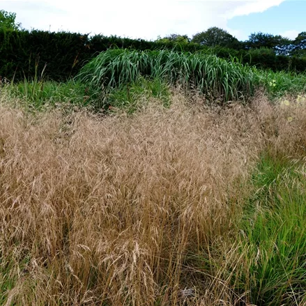 Deschampsia cespitosa 'Goldschleier'