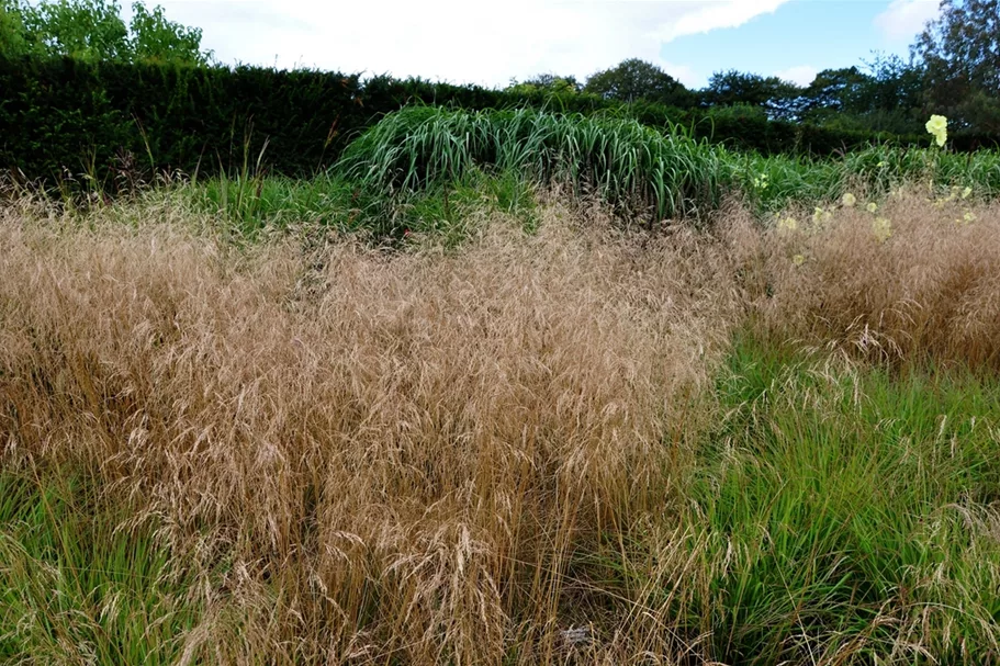 Deschampsia cespitosa 'Goldschleier'