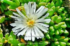Delosperma congestum 'Album'
