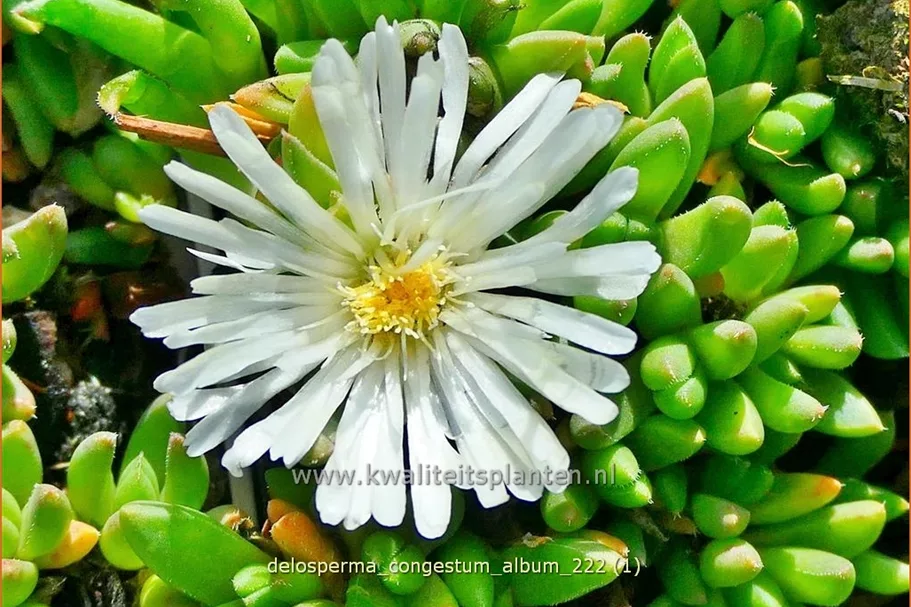 Delosperma congestum 'Album'