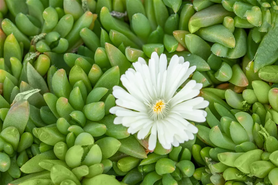 Delosperma congestum 'Album'
