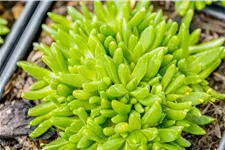 Delosperma congestum 'Album'