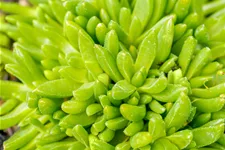 Delosperma congestum 'Album'