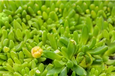 Delosperma congestum 'Album'