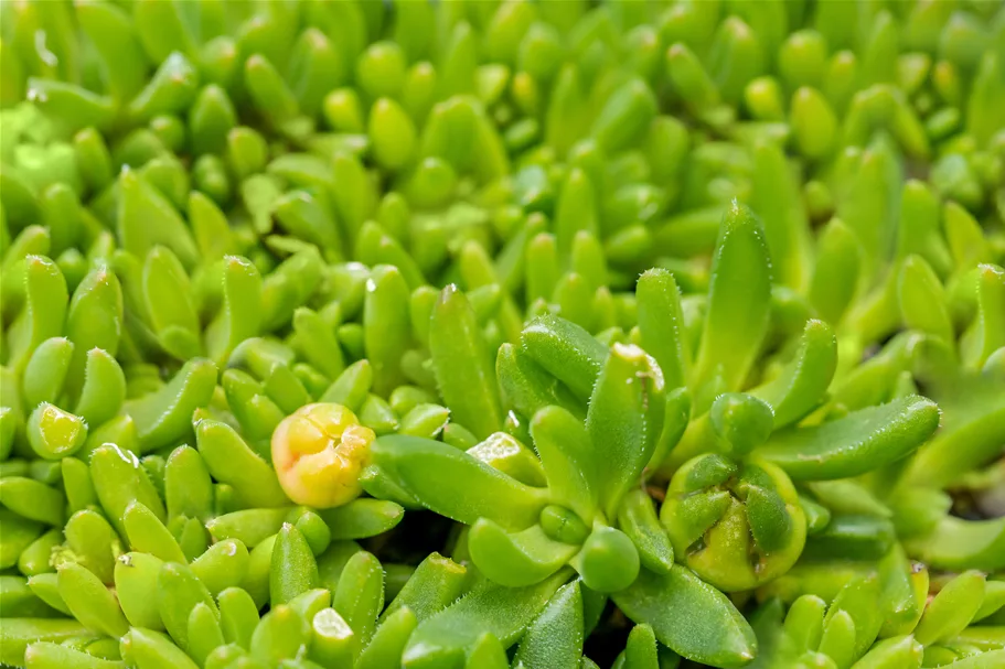 Delosperma congestum 'Album'