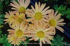 Chrysanthemum 'Mary Stoker'