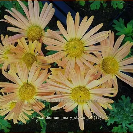 Chrysanthemum 'Mary Stoker'