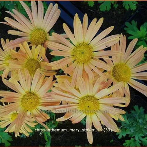 Chrysanthemum 'Mary Stoker'