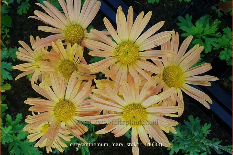 Chrysanthemum 'Mary Stoker'