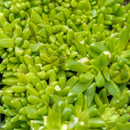 Delosperma congestum 'Album'