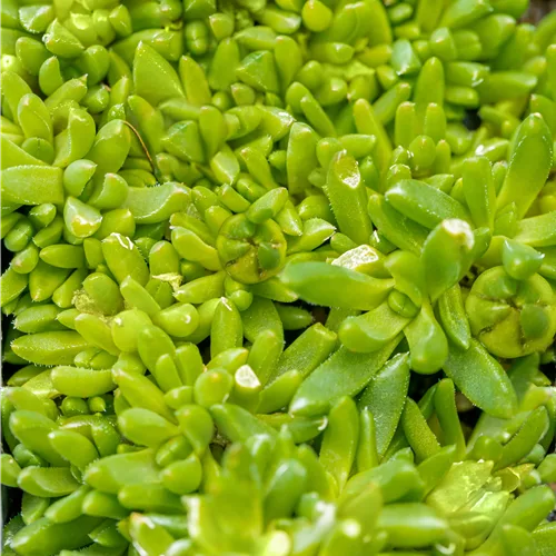 Delosperma congestum 'Album'