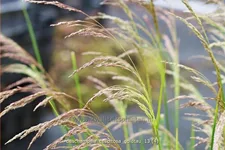 Deschampsia cespitosa 'Goldtau'
