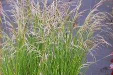 Deschampsia cespitosa 'Goldtau'