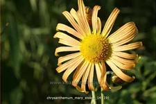 Chrysanthemum 'Mary Stoker'