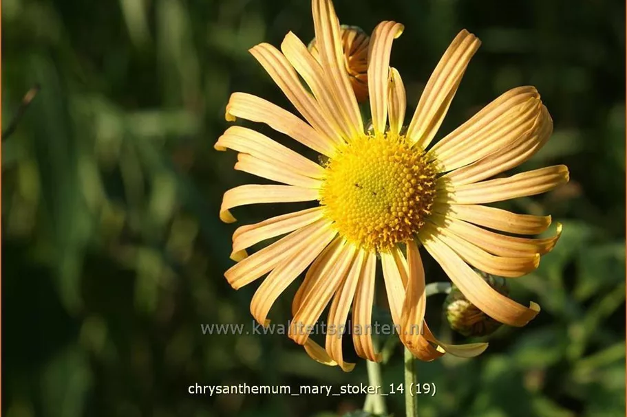 Chrysanthemum 'Mary Stoker'