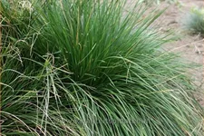 Deschampsia cespitosa 'Goldtau'
