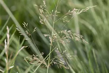Deschampsia cespitosa 'Goldtau'