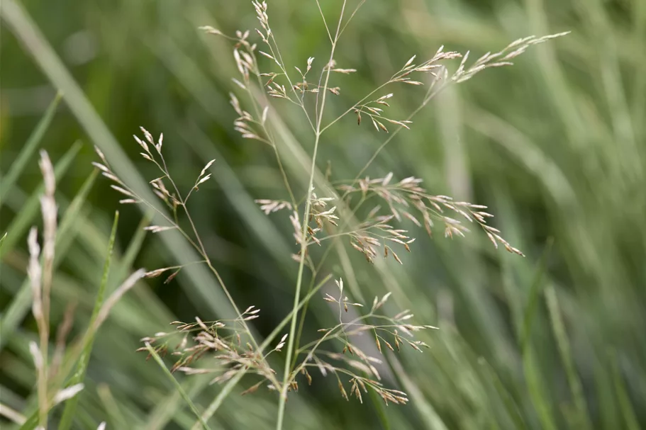 Deschampsia cespitosa 'Goldtau'