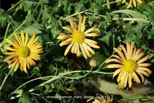 Chrysanthemum 'Mary Stoker'