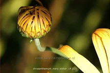 Chrysanthemum 'Mary Stoker'