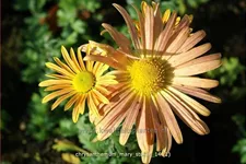Chrysanthemum 'Mary Stoker'