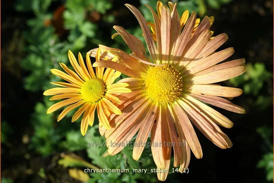 Chrysanthemum 'Mary Stoker'