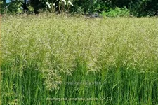 Deschampsia cespitosa 'Palava'