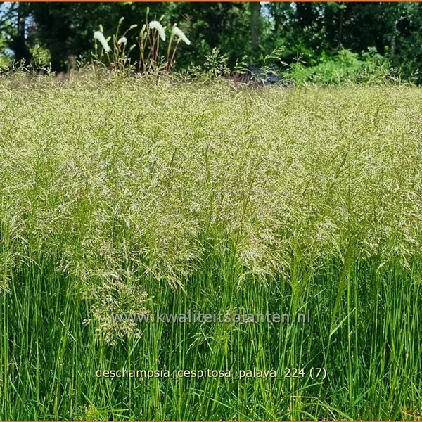 Deschampsia cespitosa 'Palava'