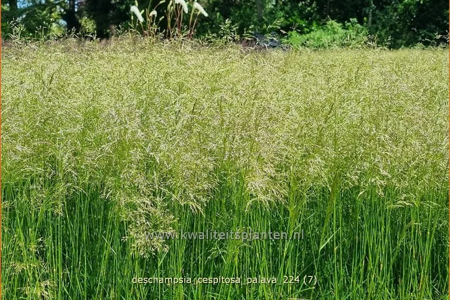 Deschampsia cespitosa 'Palava'