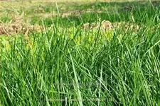 Deschampsia cespitosa 'Palava'
