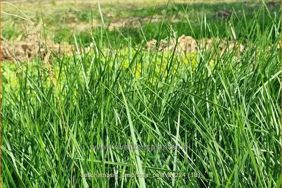 Deschampsia cespitosa 'Palava'