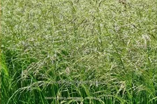 Deschampsia cespitosa 'Palava'