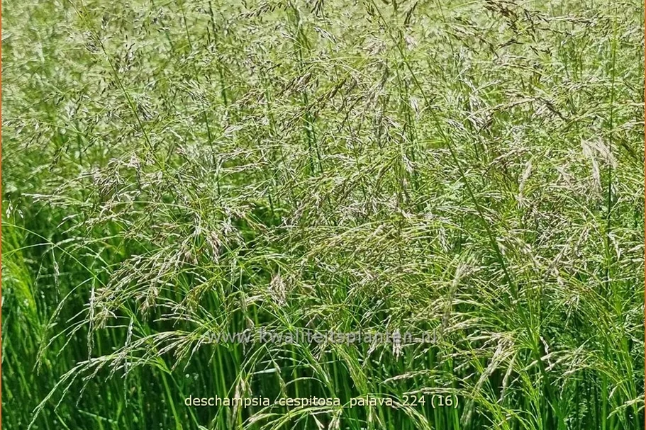 Deschampsia cespitosa 'Palava'