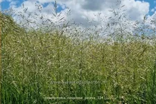 Deschampsia cespitosa 'Palava'
